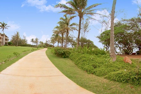 A lovely walking path lined with Palm trees