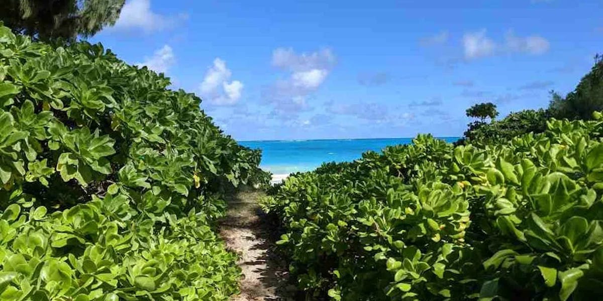 naupaka-shrubs-1 naupaka-shrubs-1