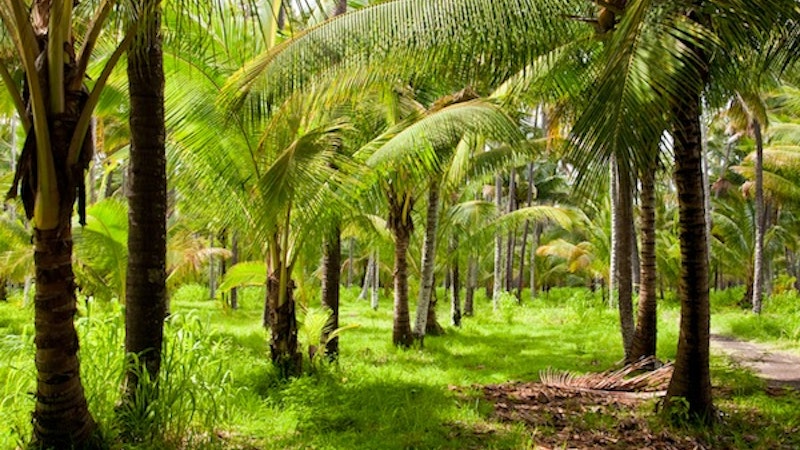 Save Coco Palms