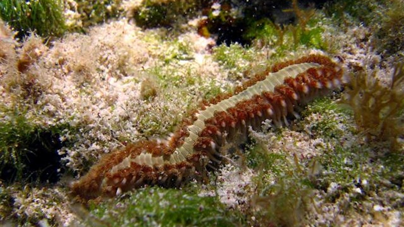 Watch Out for Fireworms in Hawaii