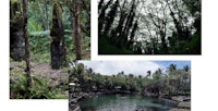 Trees and natural hot springs in Hilo forest