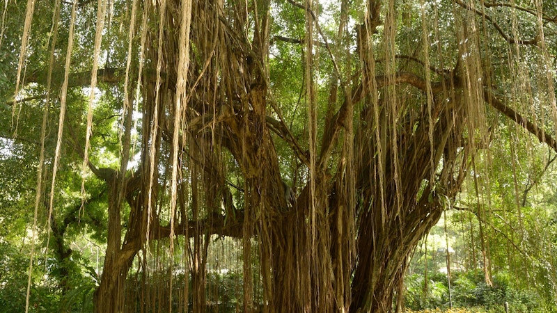 The history of the banyan tree in Hawaii