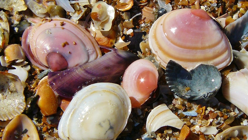 A Guide to the Shells of Hawaii