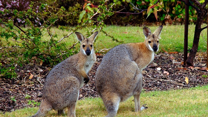 pics Wallabies In Hawaii two curious critters hawaii aloha travel