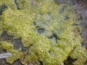 Close up shot of seaweed