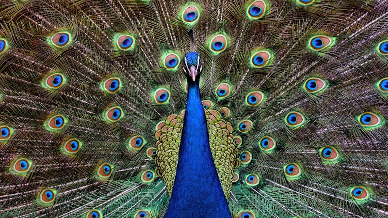 peacocks in hawaii hawaii