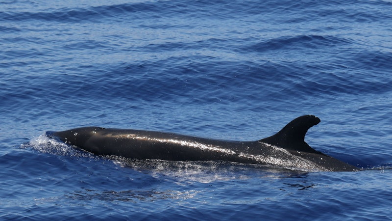False Killer Whales Spotted Off Big Island