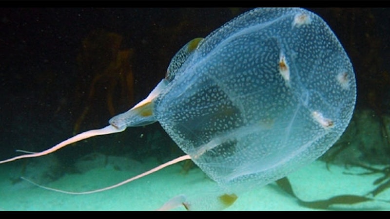 5 Things To Know About Box Jellyfish In Hawaii Hawaii Aloha Travel 5 Things To Know About Box Jellyfish In Hawaii Hawaii Aloha Travel