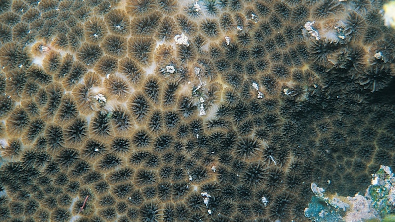 Can Super Coral in Hawaii Save Our Underwater Landscape?