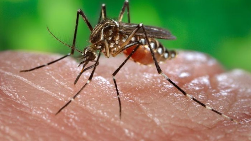 5 Things You Should Know About Dengue Fever in Hawaii