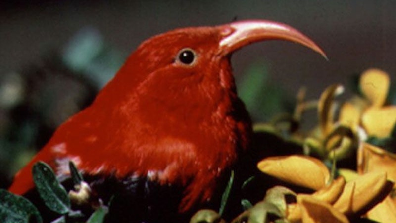 Find a Hawaii Birdwatching “Pal” Online