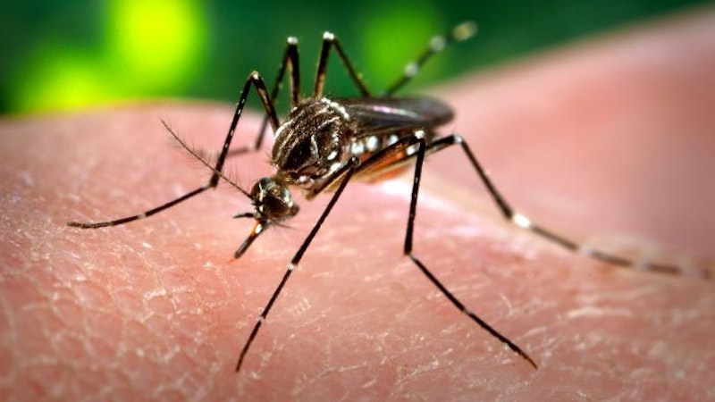 Could We See the Zika Virus in Hawaii?