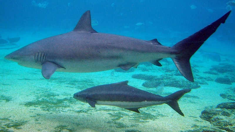 Top 10 Ways To Avoid a Shark Attack in Hawaii