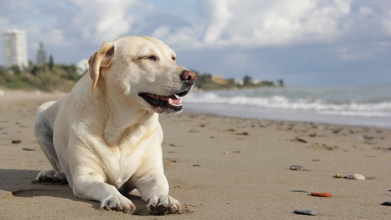 Don’t Leave Fido at Home! Pet-Friendly Hotels in Hawaii