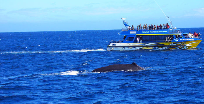 What To Do with Only A Day in Lahaina, Maui | Hawaii Aloha Travel