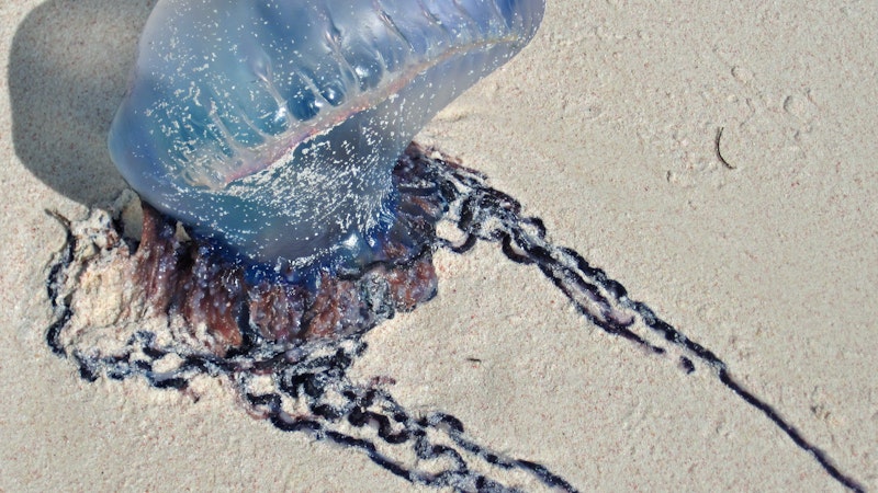 DON’T Try These Three Hawaii Jellyfish Cures