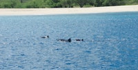 I saw so many dolphins on the Dolphin Watch Eco Tour!