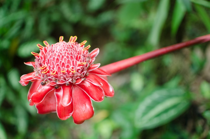 Big Island Must Do Visit The Hawaii Tropical Botanical Garden