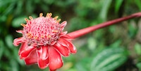The many beautiful and brightly colored flowers in the Hawaii Tropical Botanical Garden makes this a must-do for any visitor to the Big Island.