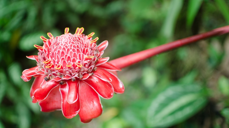 Big Island Must Do: Visit the Hawaii Tropical Botanical Garden
