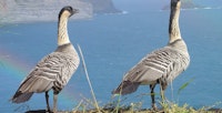 Nene geese