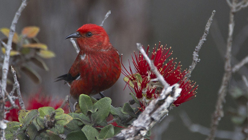 Birding in Hawaii: a birdwatcher’s primer