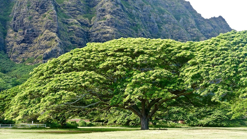 Honolulu’s Exceptional Trees