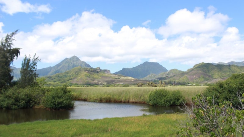Kawainui Marsh, a Kailua natural treasure