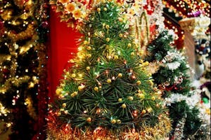 christmas trees hawaii christmas trees hawaii