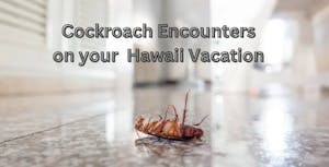 cockroach encounter