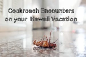 cockroach encounter cockroach encounter