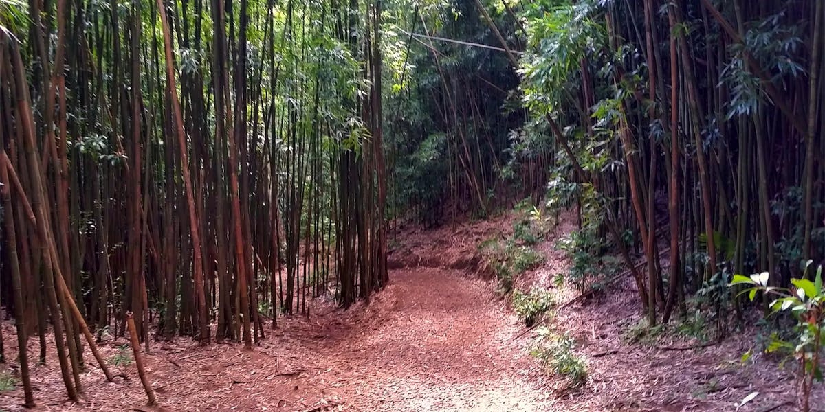 20150206_manoa-bamboo-trail 20150206_manoa-bamboo-trail