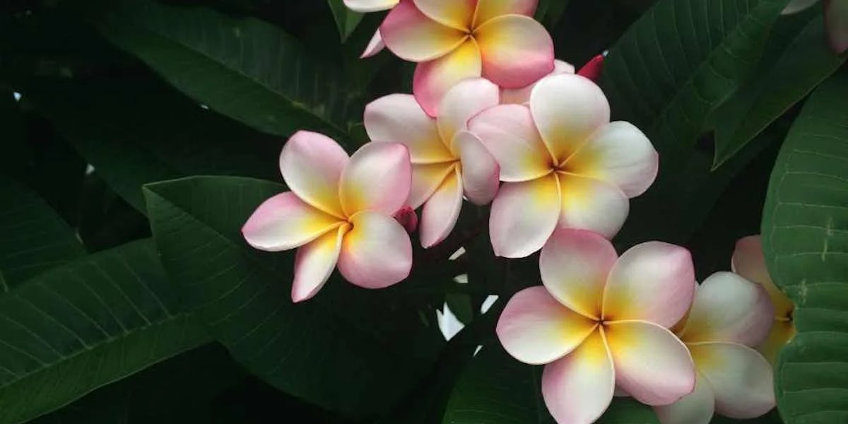Best-Places-to-Visit-in-Hawaii-For-Couplees Best-Places-to-Visit-in-Hawaii-For-Couplees
