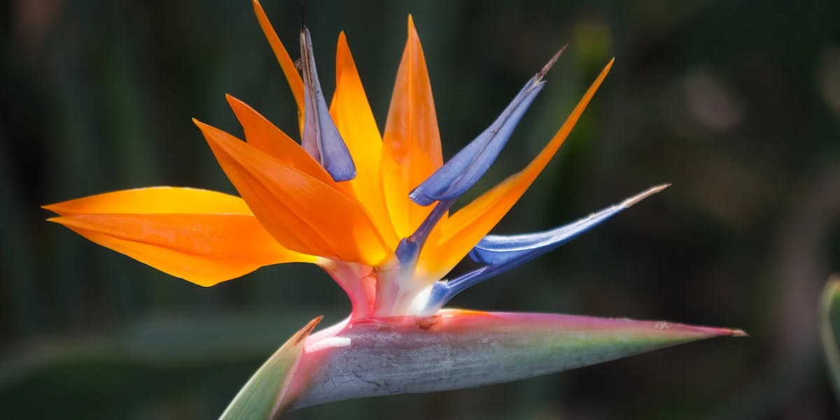 Bird_of_Paradise_-_what_a_lovely_flower_8017323665 Bird_of_Paradise_-_what_a_lovely_flower_8017323665