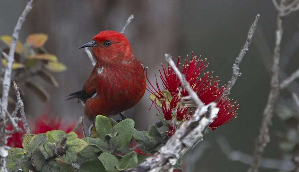Birds-3