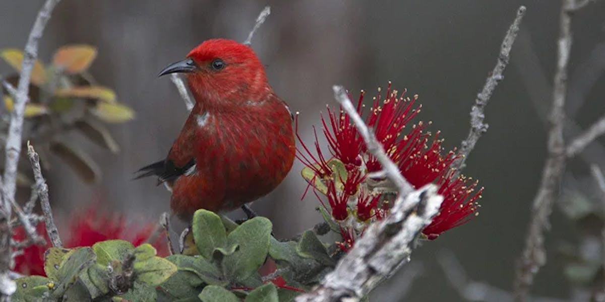 Birds-3 Birds-3