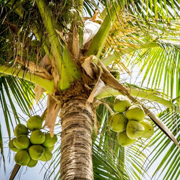 Coconut-Tree Coconut-Tree