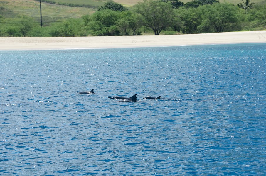 Dolphin-Watch-3