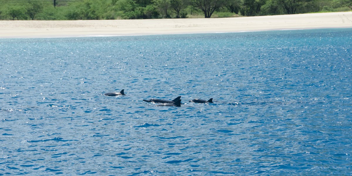 Dolphin-Watch-3 Dolphin-Watch-3