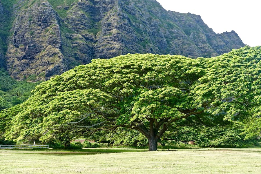 Exceptional-Trees-3