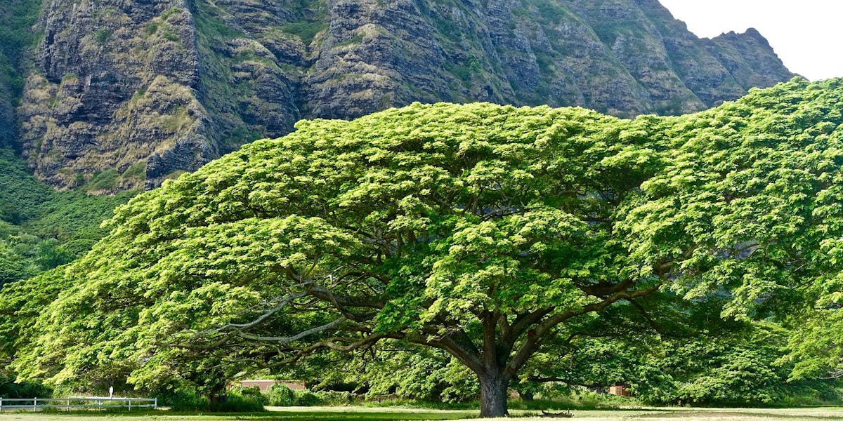 Exceptional-Trees-3 Exceptional-Trees-3