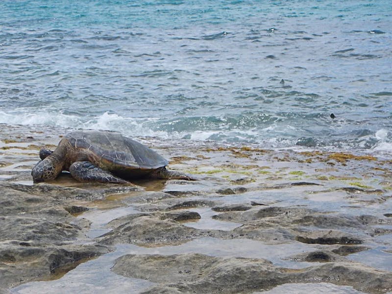 Hawaiian-Green-Sea-Turtle-2