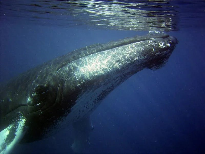 Humpback-1-e1551227049736