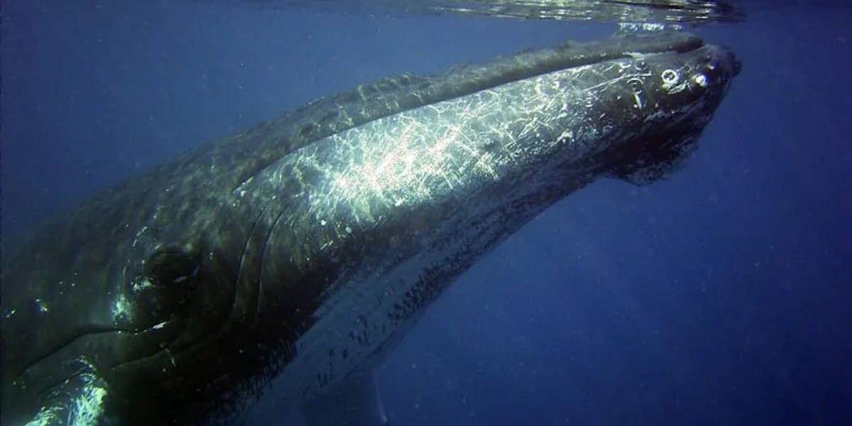 Humpback-1-e1551227049736 Humpback-1-e1551227049736