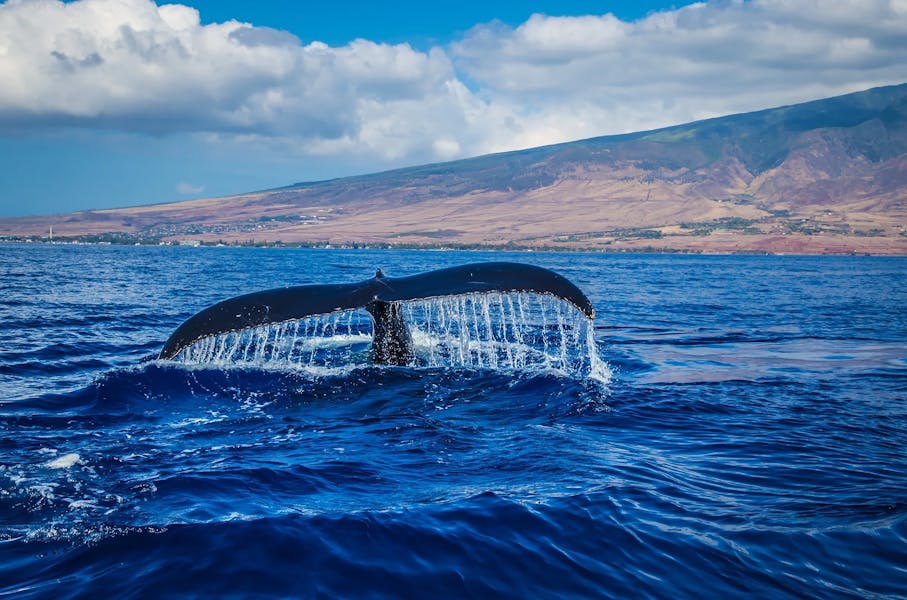 Humpback-3