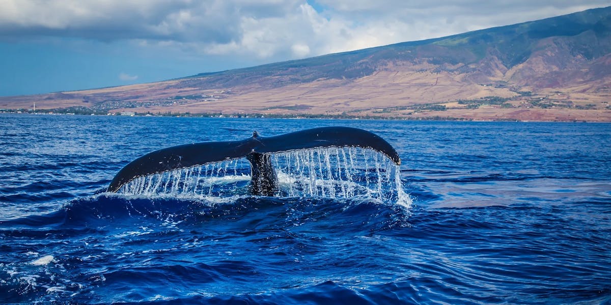 Humpback-3 Humpback-3
