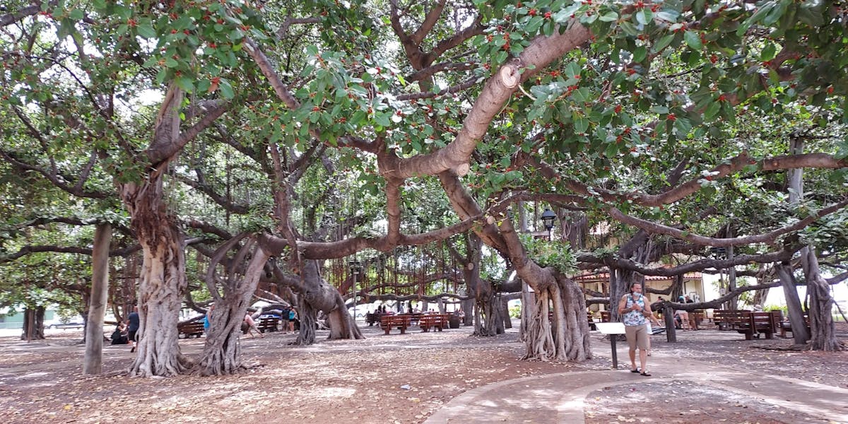 Lahaina-Banyan-scaled Lahaina-Banyan-scaled