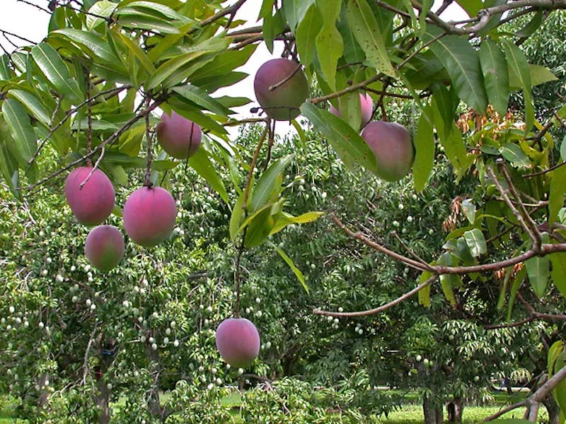 Mango-6-2