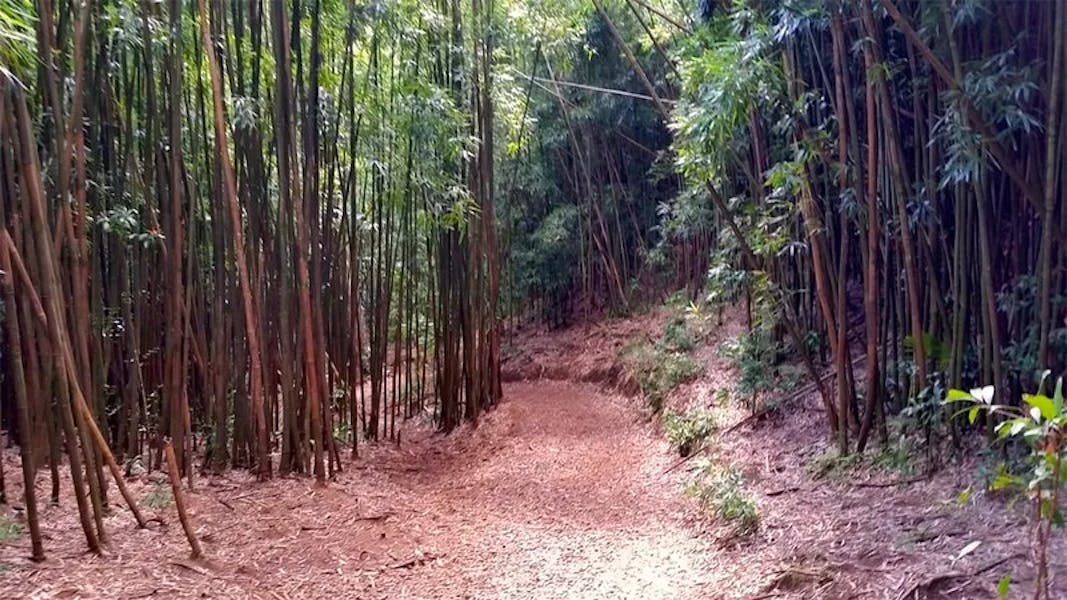 Manoa-Bamboo