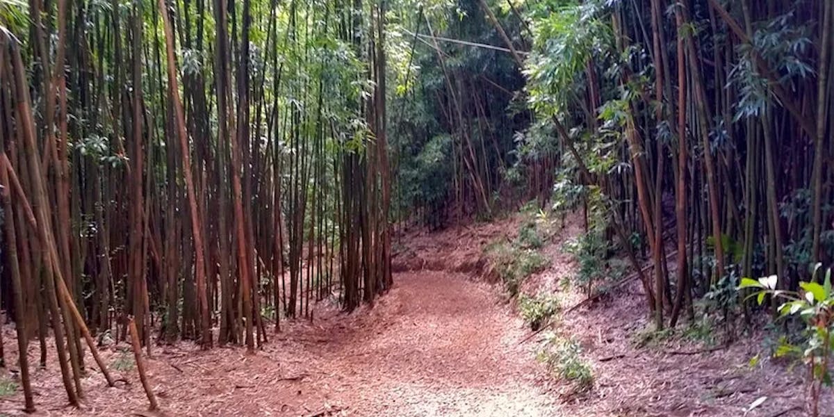Manoa-Bamboo Manoa-Bamboo